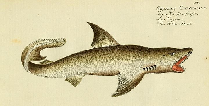bloch great white.jpg