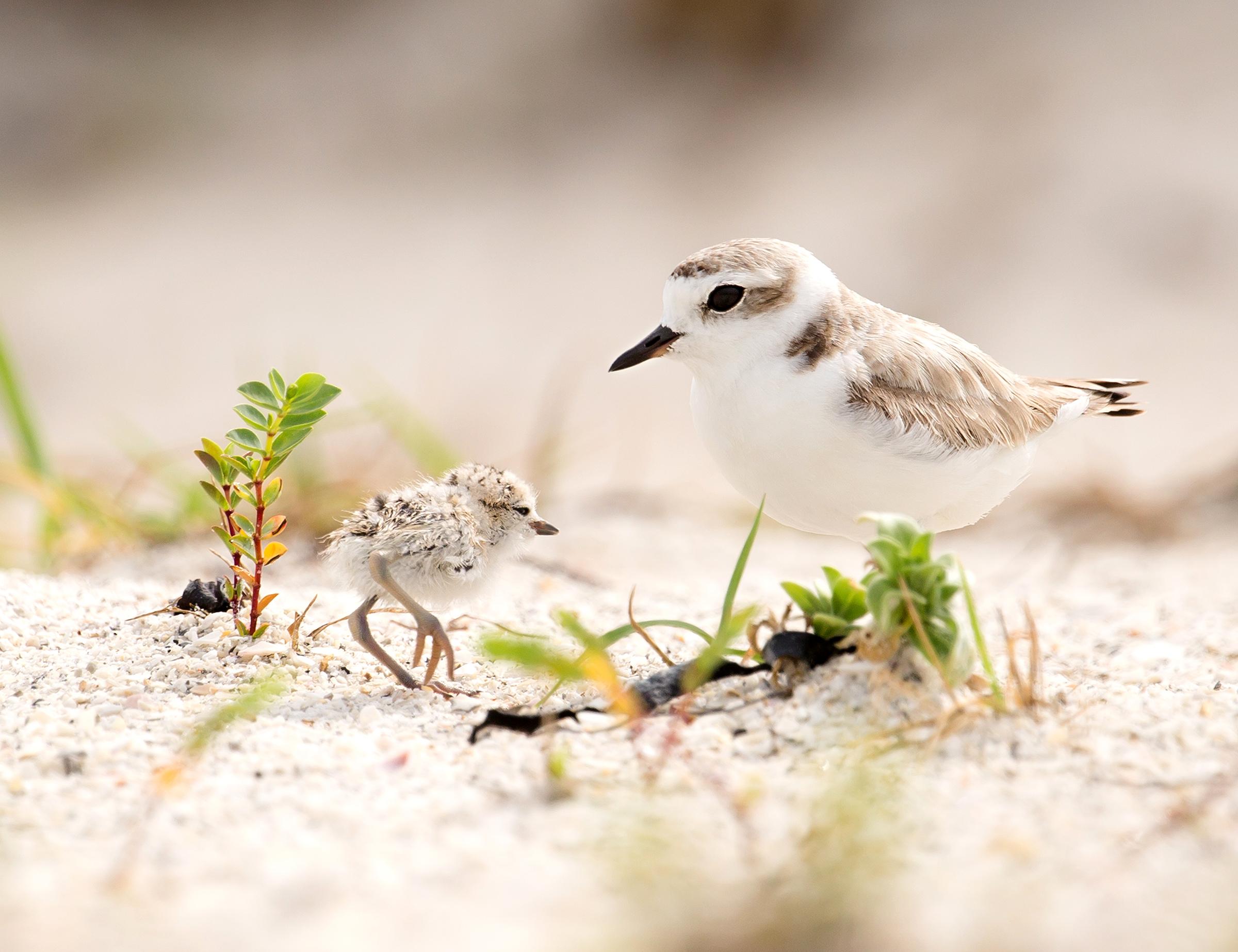 Snowy Plovers - SMPC by Cynthia Herrick.jpg