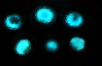 luminous microbial beads.jpg