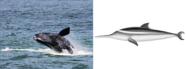 Sex with a whale, playing with a sleeping nude girl body