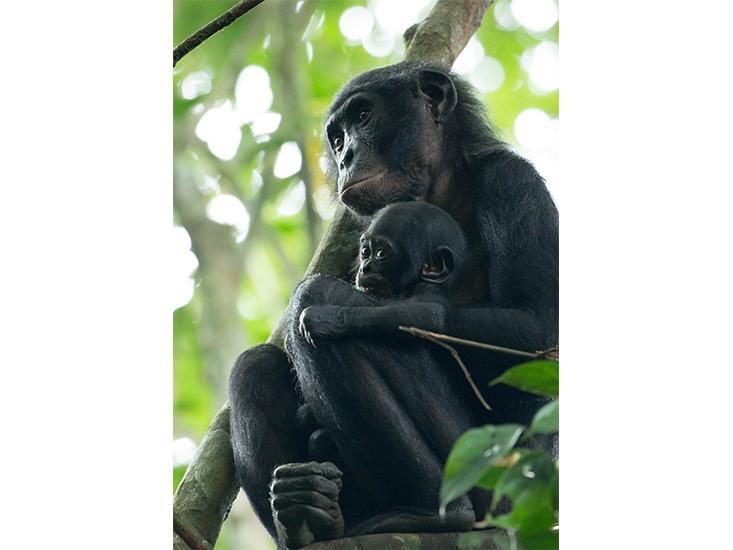 bonobos-pair.jpg