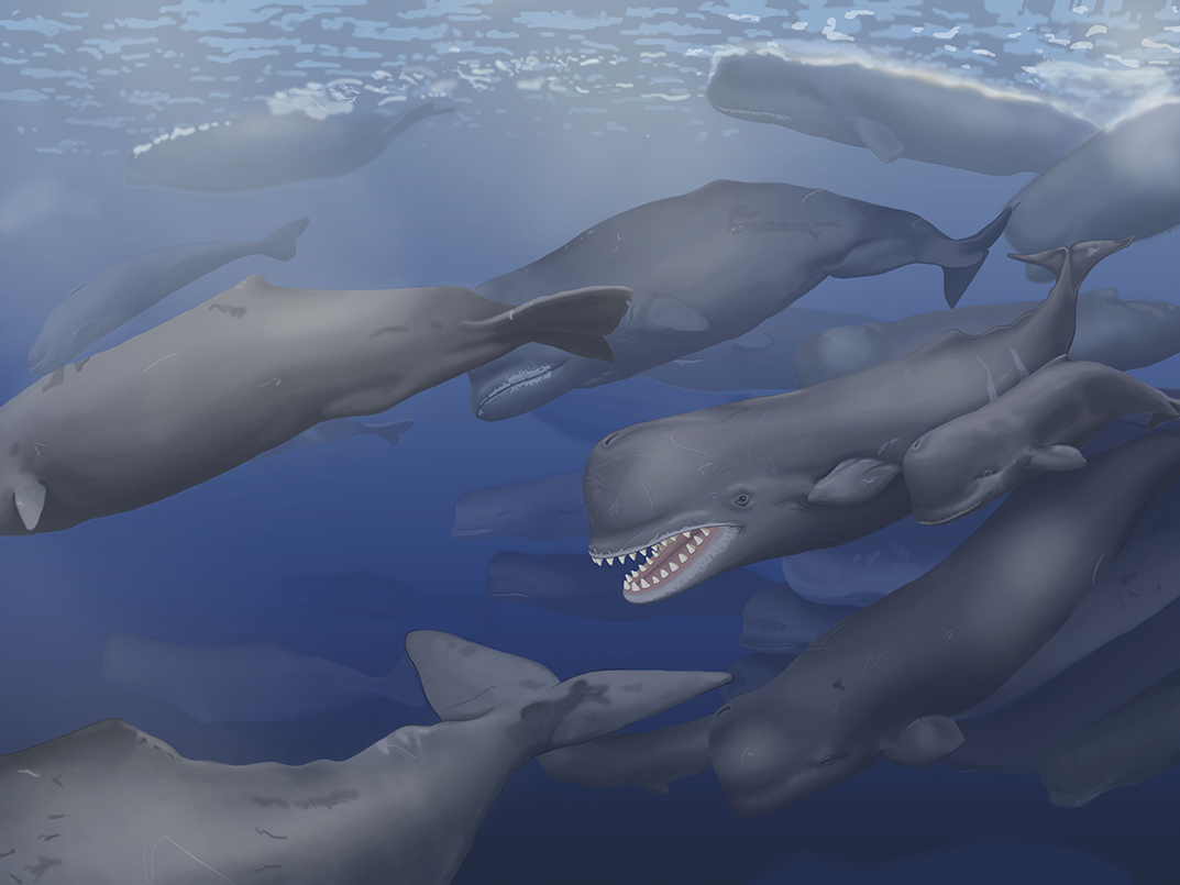 albicetus_paleoart_low-res.jpg