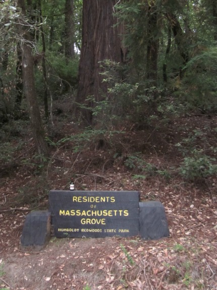 Avenue of the Giants