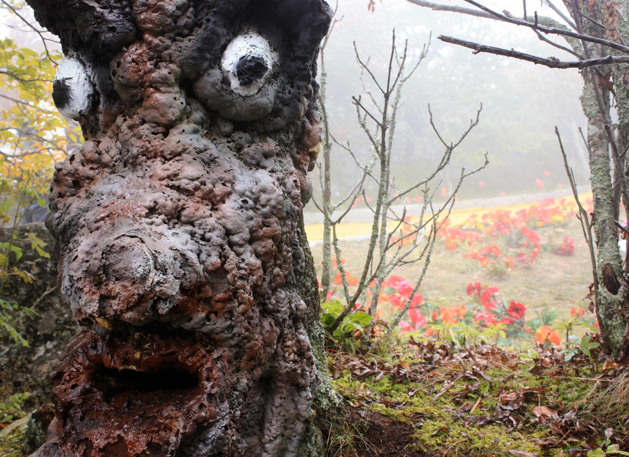 Tree with face and poppies