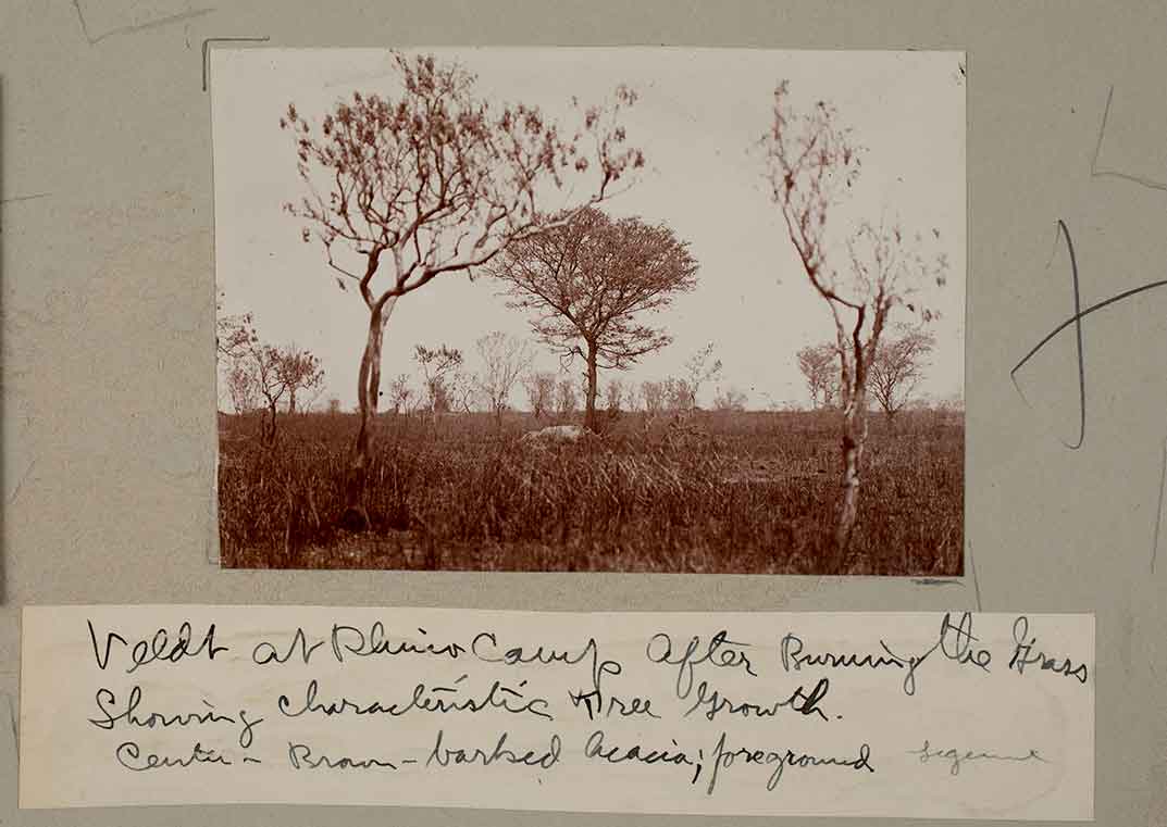 Roosevelt Expedition, rhino camp