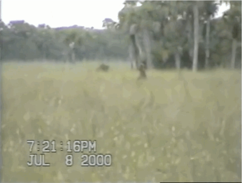 skunk ape.gif