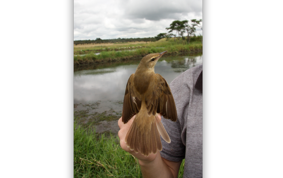 warbler.jpg