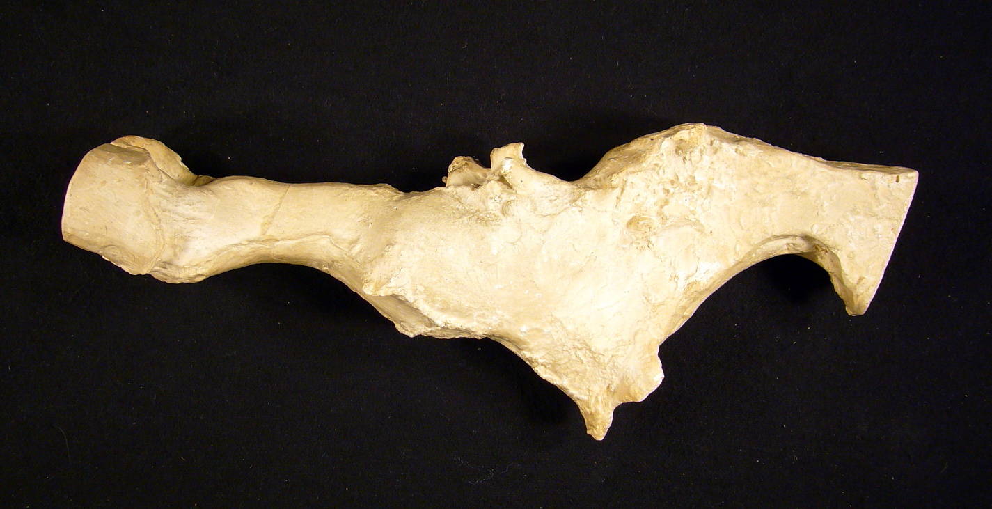 collections.nmnh.si.jpg
