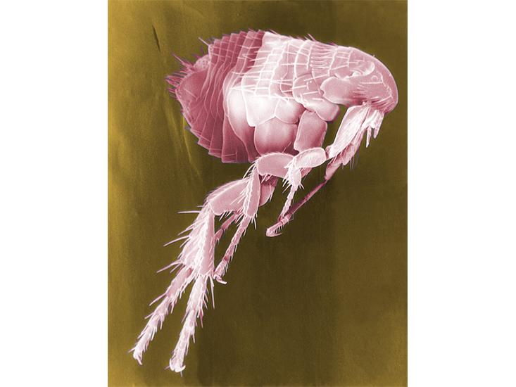 plague-flea.jpg