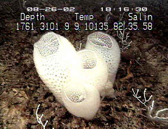 The silica home of a male and female shrimp – the deep-sea sponge Venus’s flower-basket.