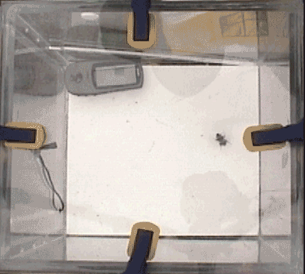 Bumblebee3.gif