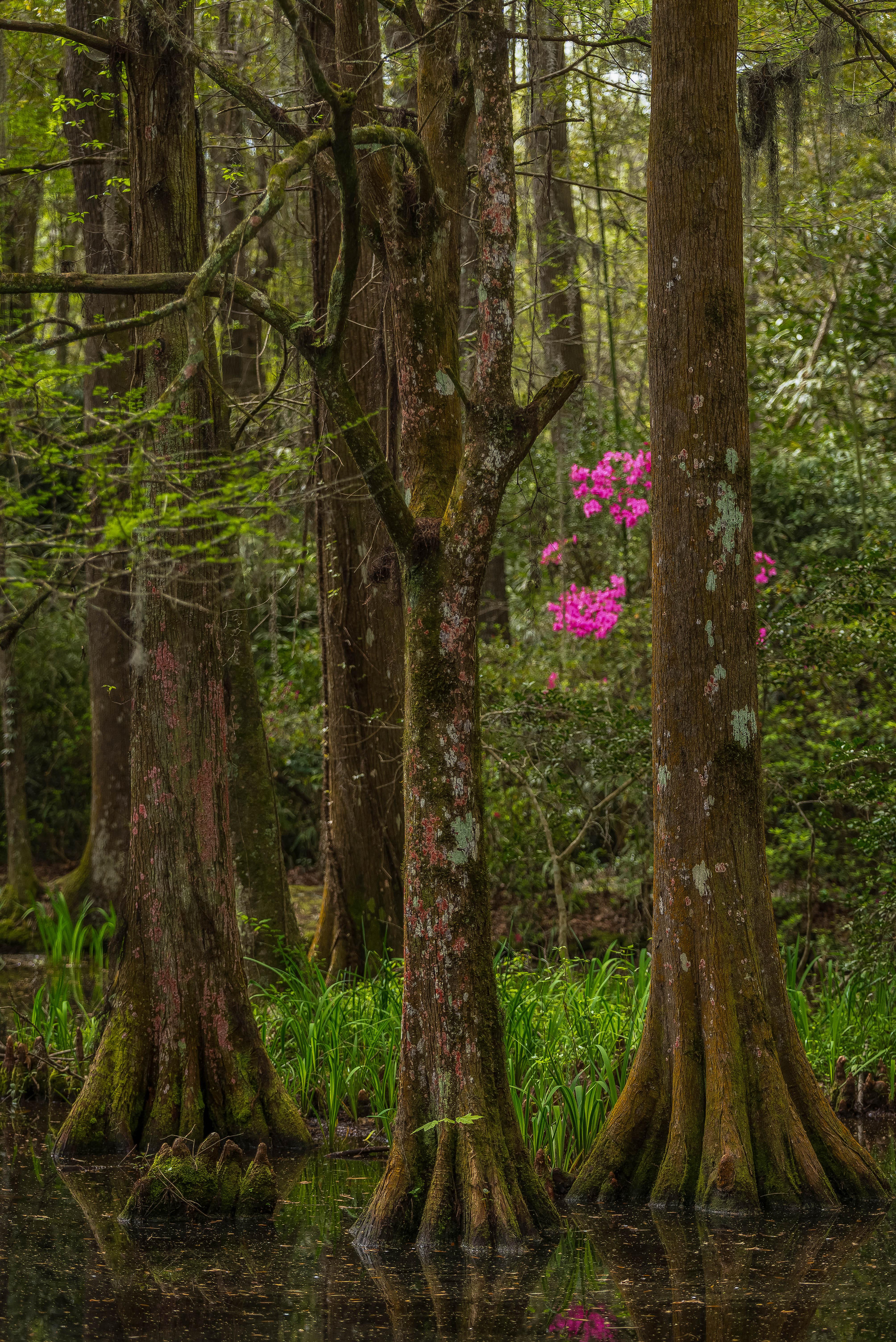 Azaleas and cypress trees in the Magnolia Plantation swamp garden