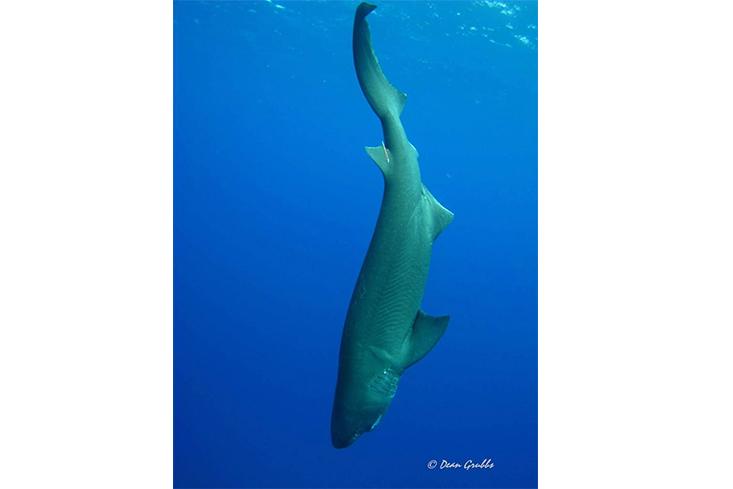 sixgill-shark.jpg