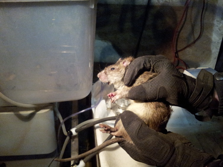 A newly microchipped rat, groggy but otherwise healthy.