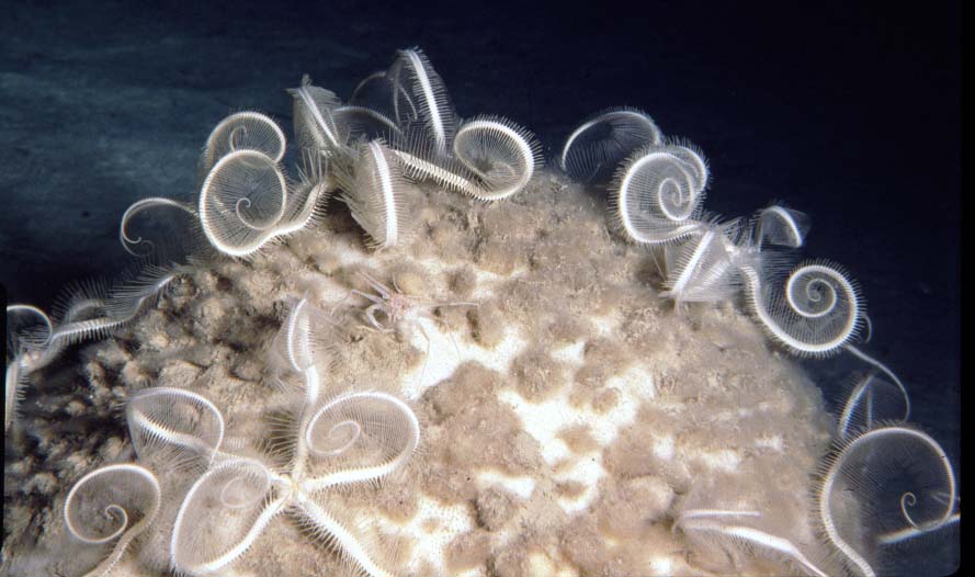 Ophiocamax hystrix