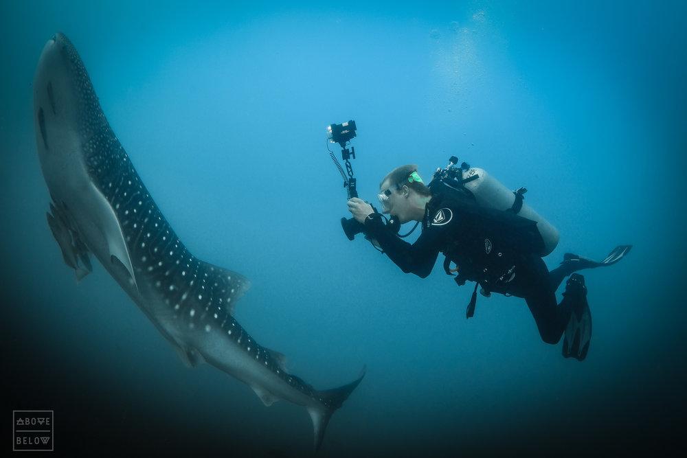 Briggs photographing a juvenile male whale shark in Cabo Pulmo, Mexico.-2.JPG