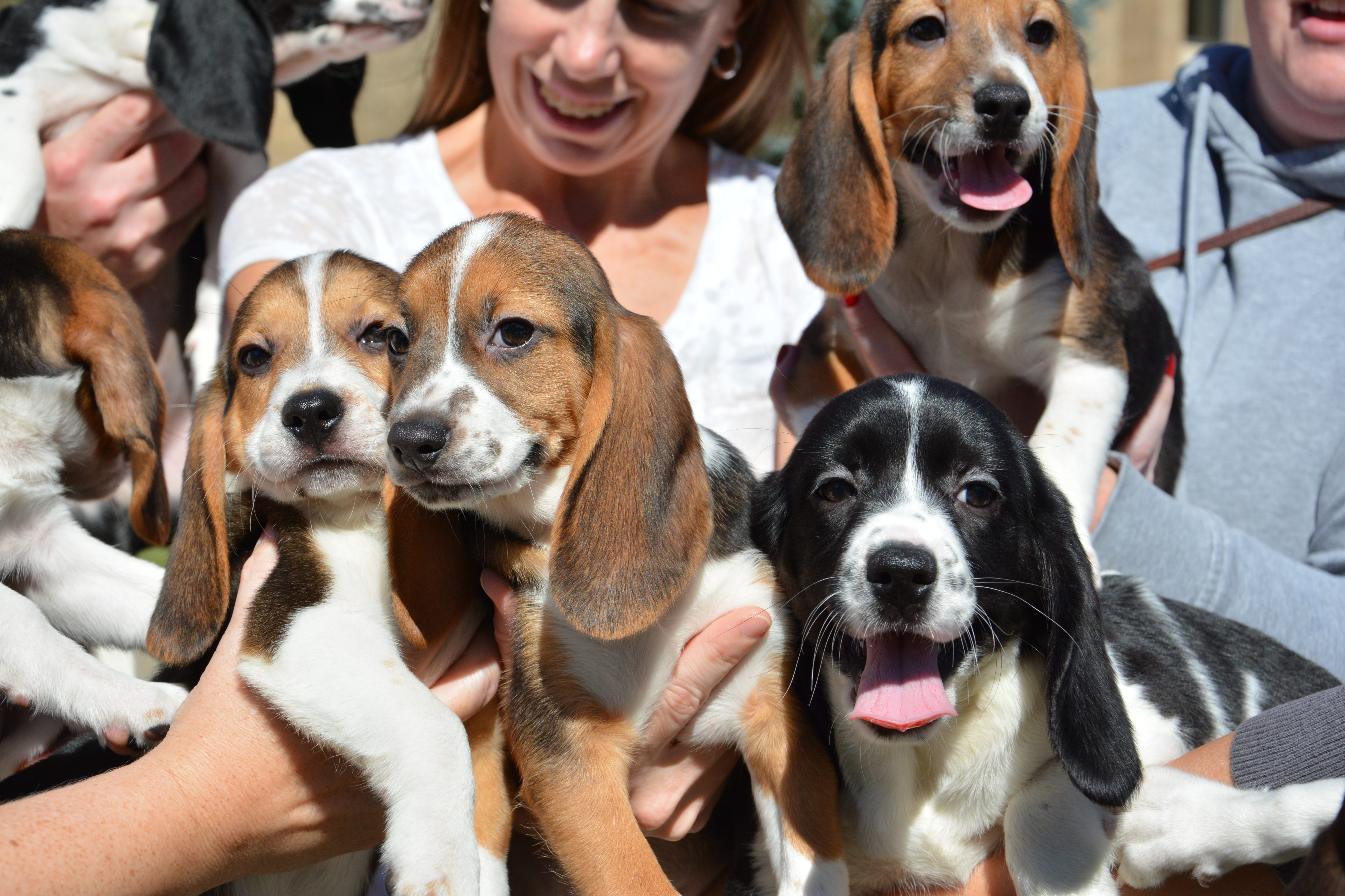 CVM_IFVPuppies_2015 (36).JPG