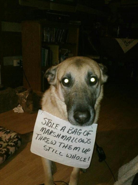 zena.jpg