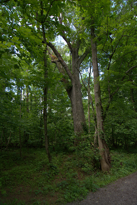 stone-bridge-tree2.jpg
