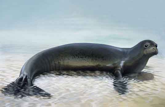 Caribbean monk seal illustration