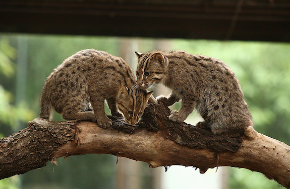 Cats2.png