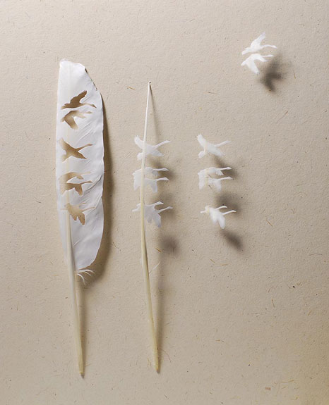 Mute swan feathers