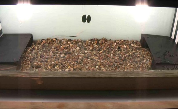 Shore crabs chose on which side of the tank to seek shelter.