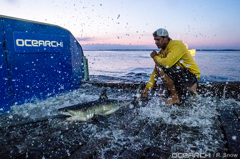 OCEARCH-shark-tagging.jpg