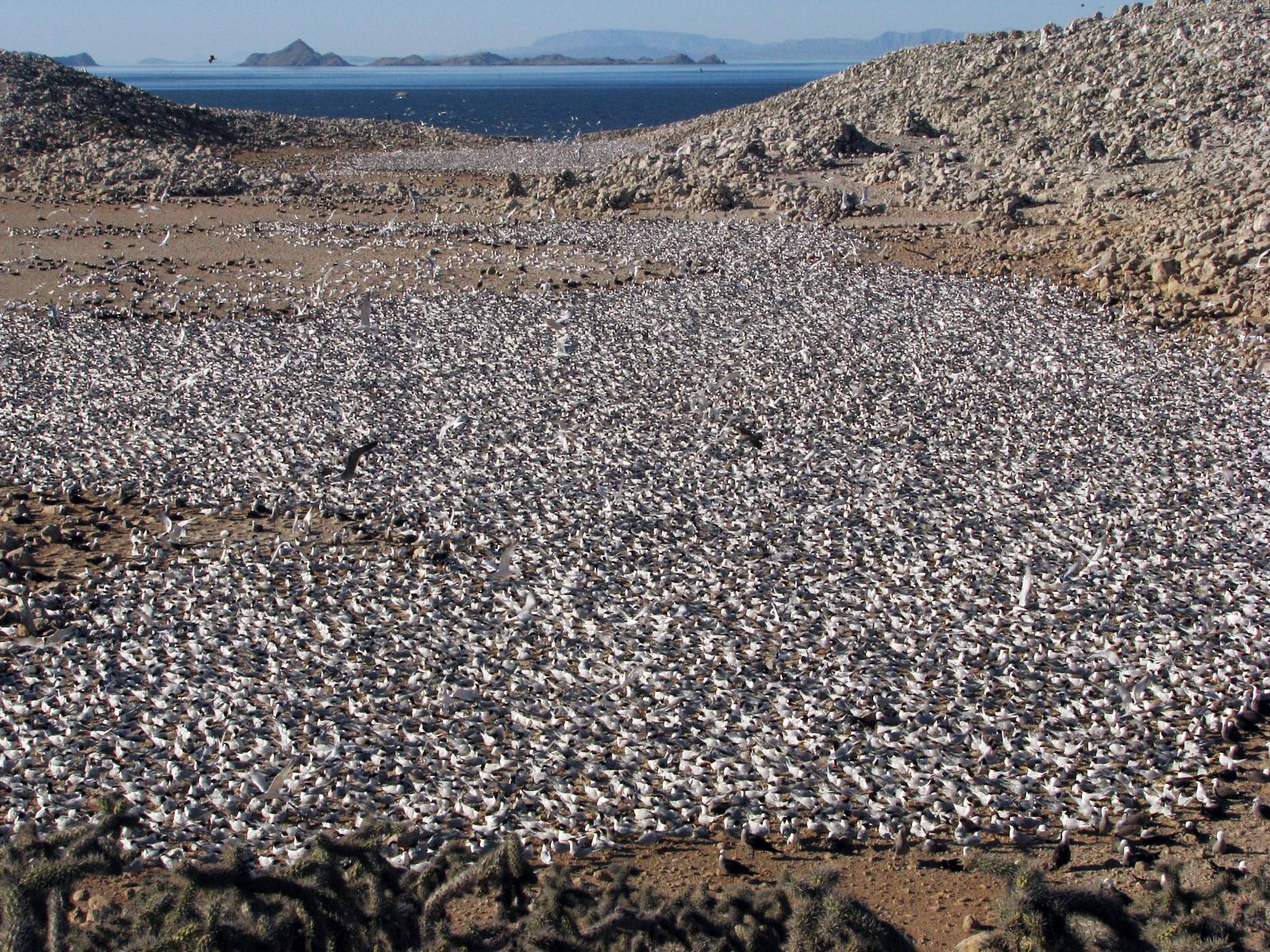 elegant-terns-nesting.jpg