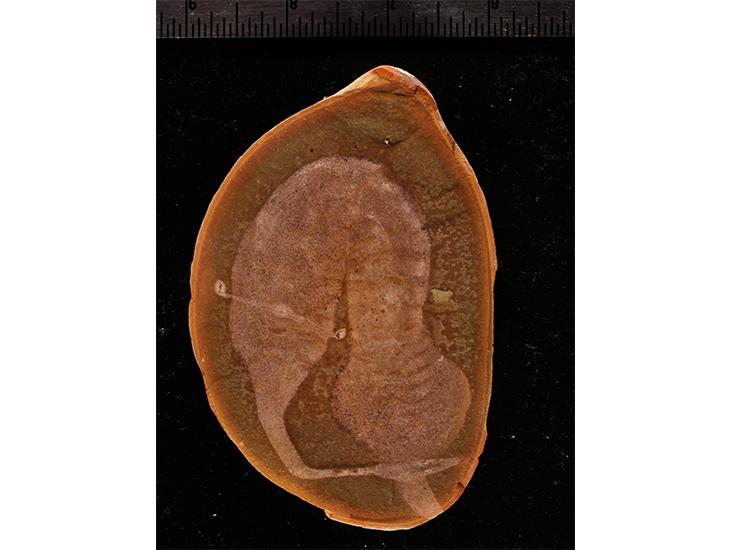 Tully Fossil