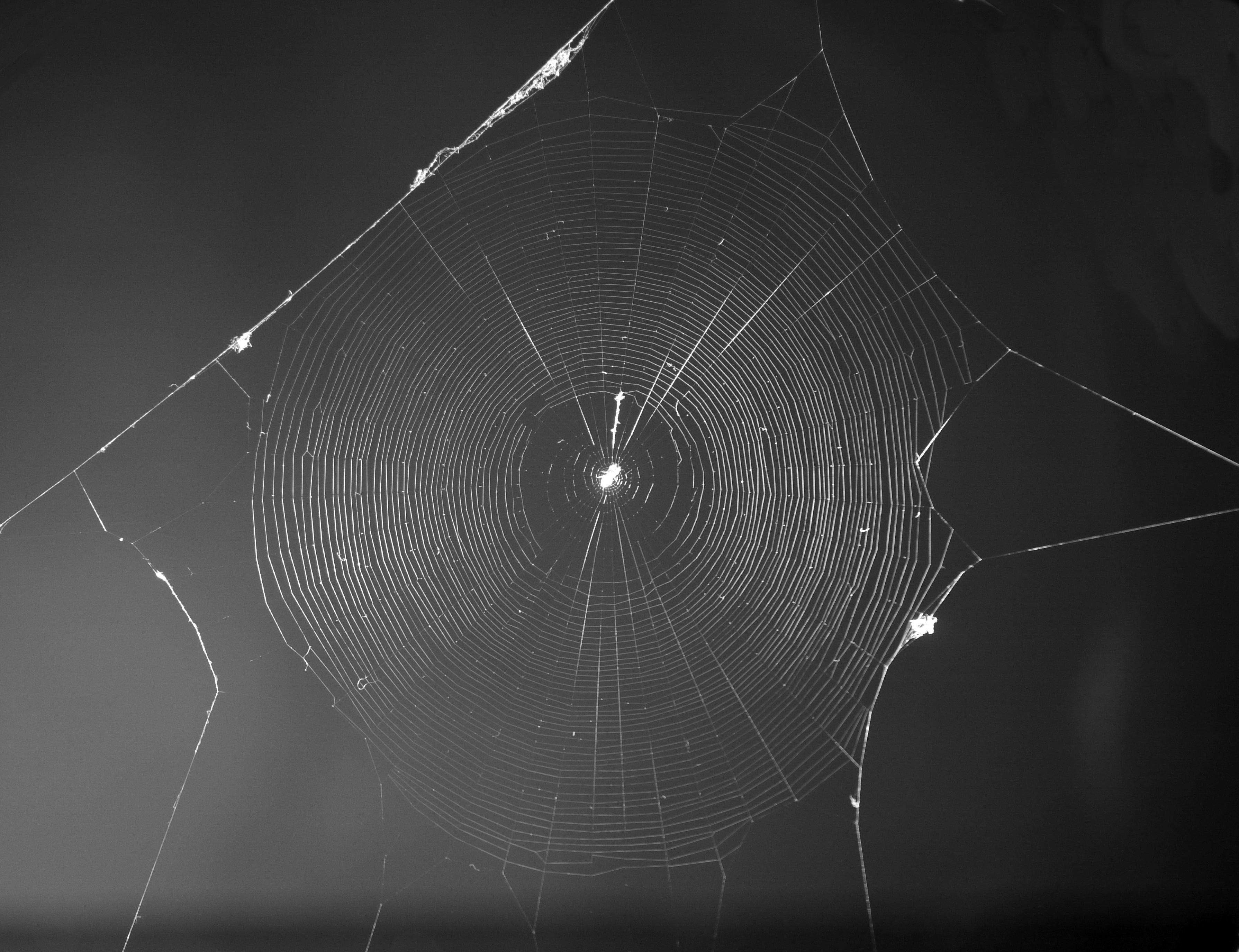 Cyclosa argenteoalba orb web.JPG
