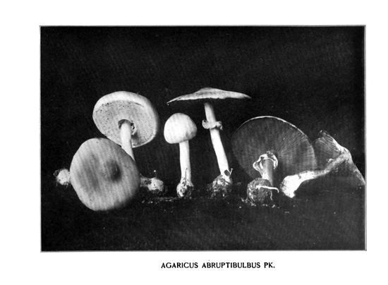 agaricus.jpg