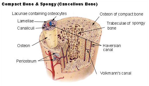Compact spongy bone