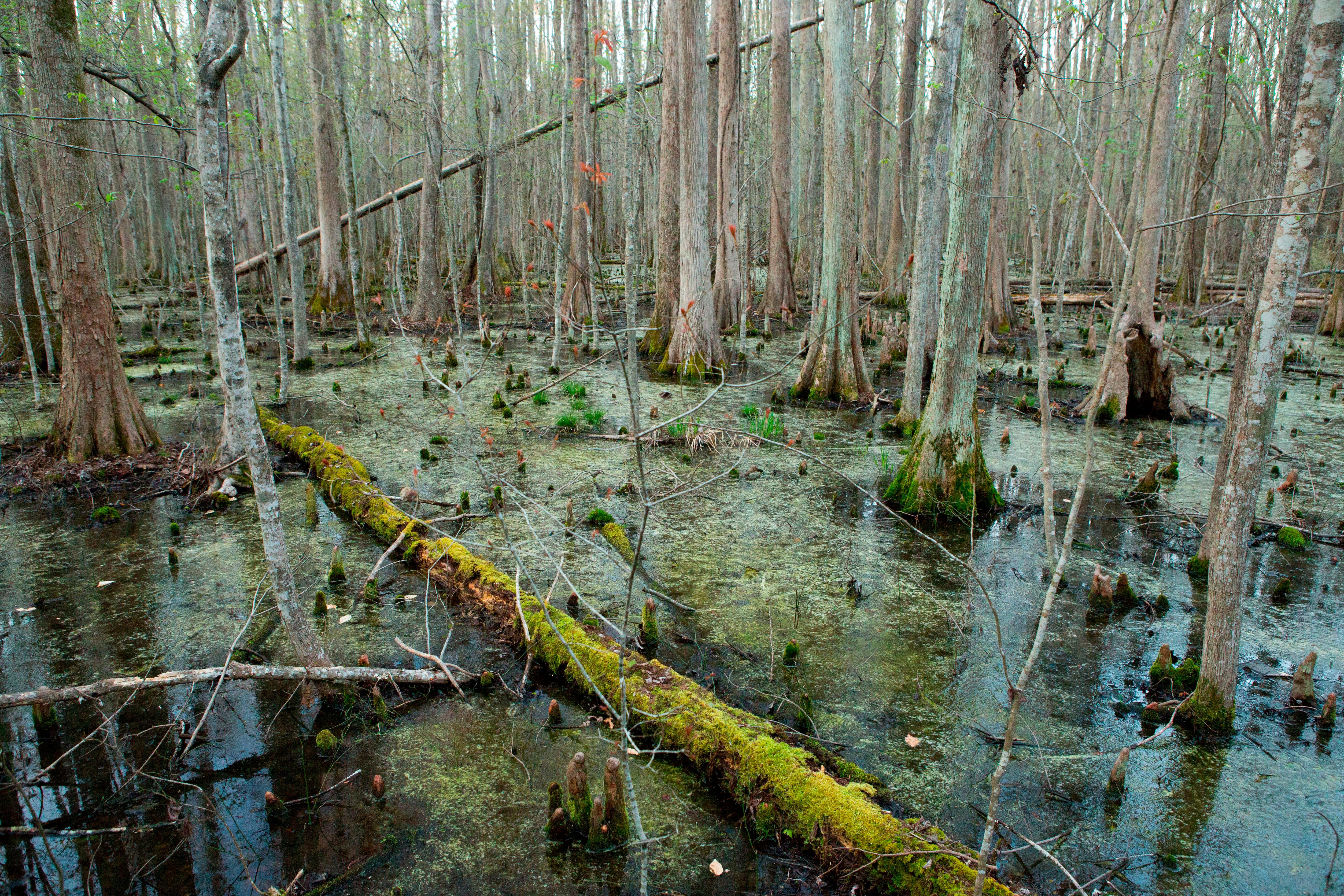 Great Dismal Swamp