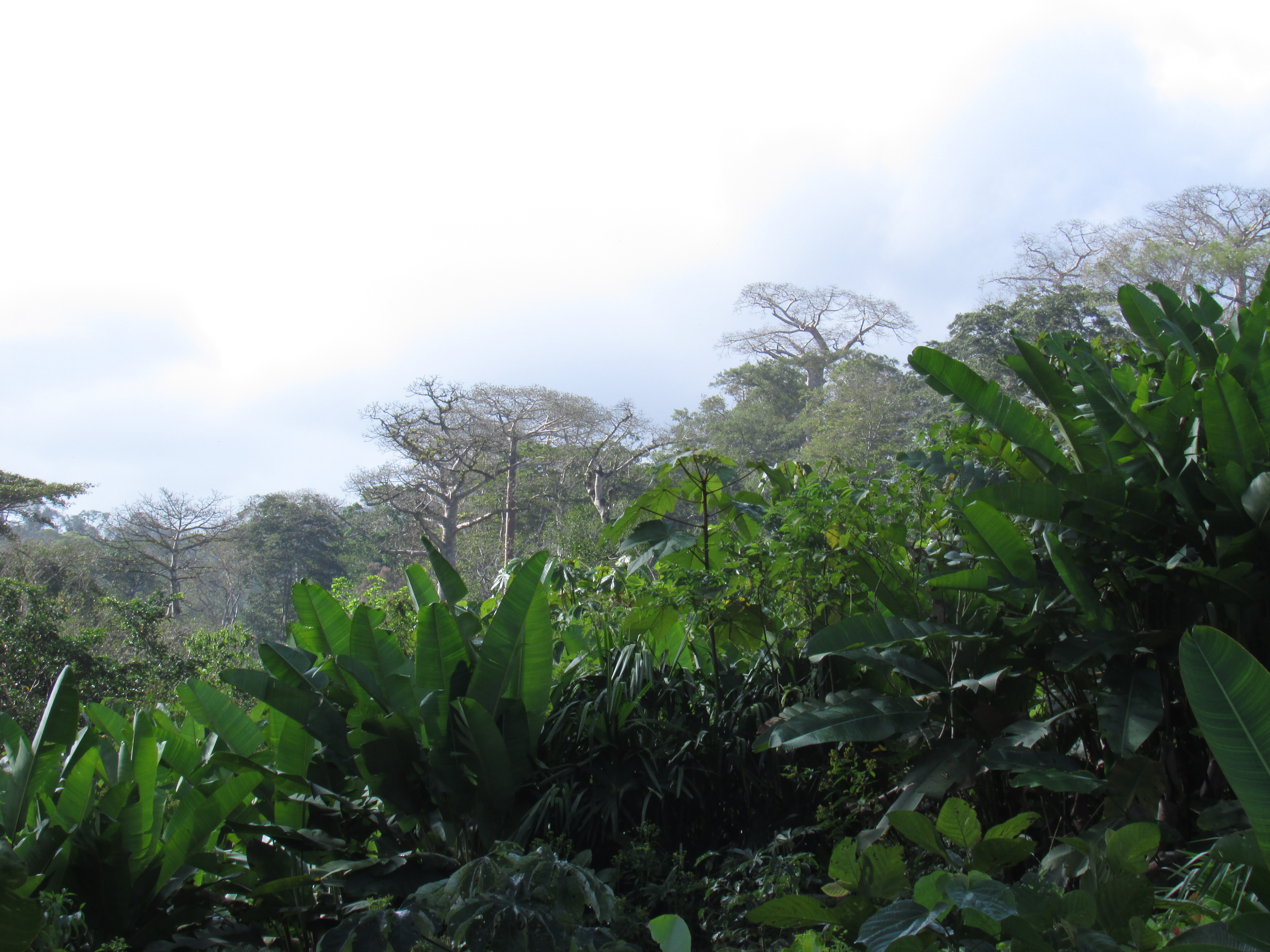 Bosques de Ipeti