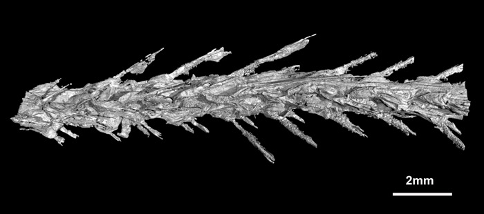 skeleton
