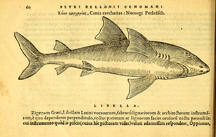belongreatwhite.jpg