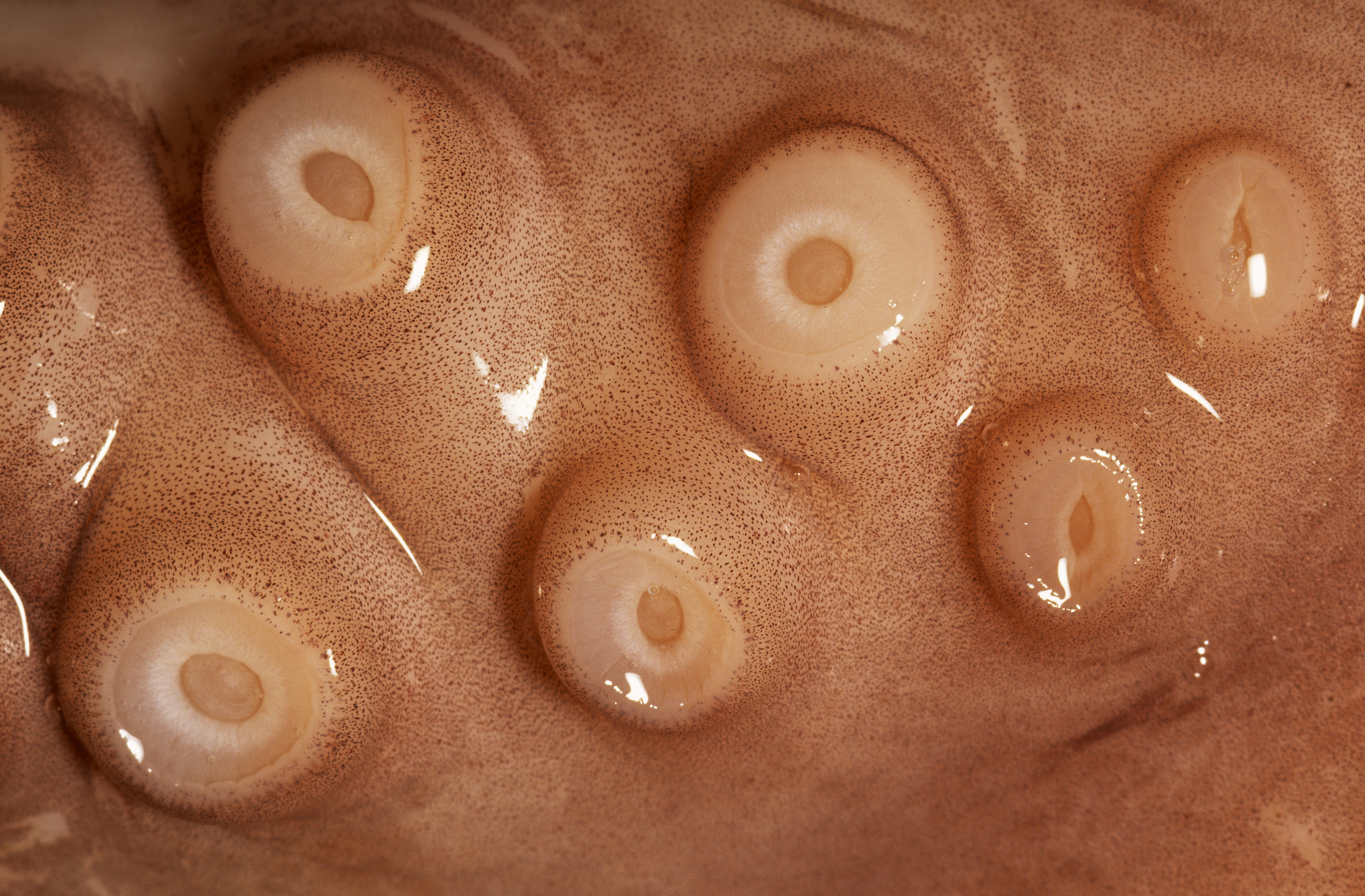 Octopus vulgaris tentacle