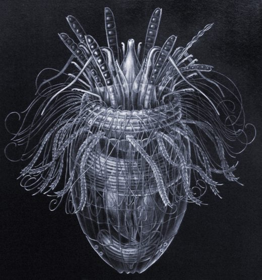 Pliciloricus enigmaticus