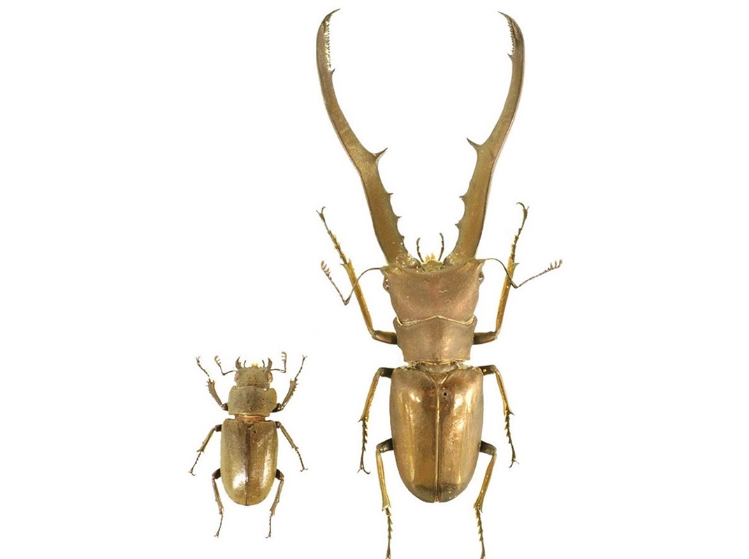 doublesex gene