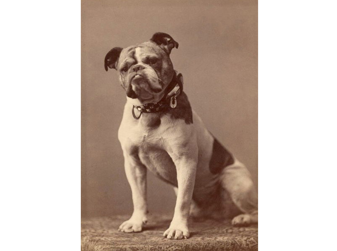 422px-Original_Handsome_Dan_Yale's_mascot.jpg