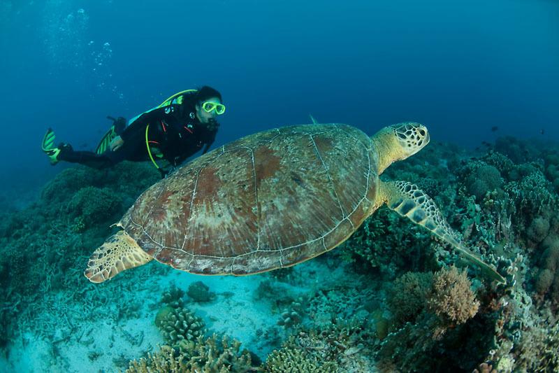 hawksbill.jpg