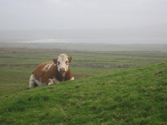 Irish cow near Cliffs of Moher, Co. Clare, Ireland