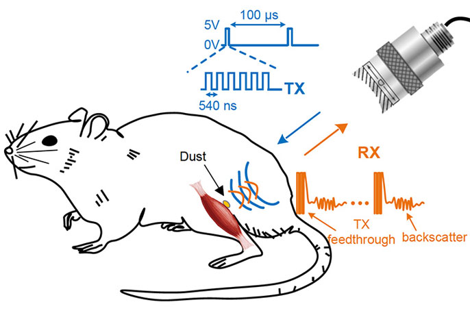 rat-diagram-uc-berkeley.jpg