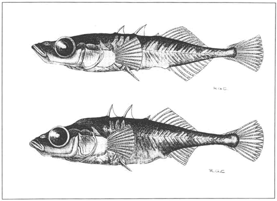 fig01.gif