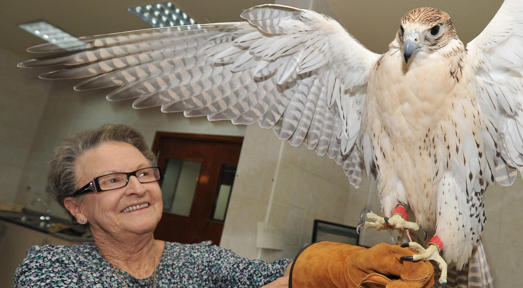 Abu Dhabi Falcon Rescue