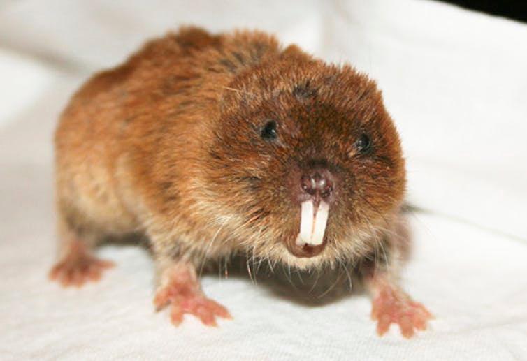 Mole voles have no Y chromosomes.
