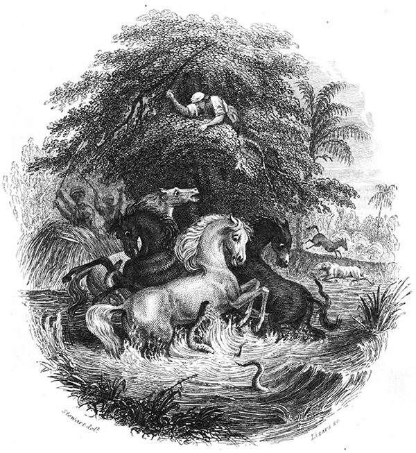 electric-eel-illustration.jpg