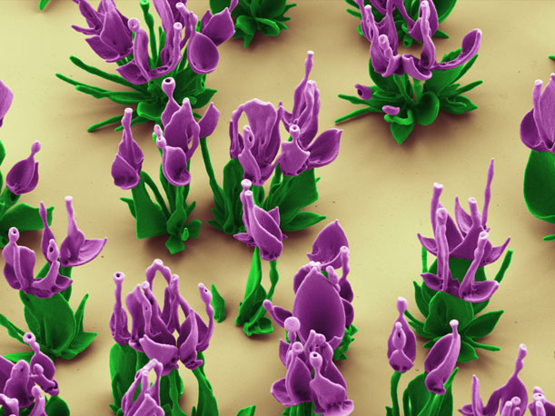 purple-nanoflowers-Wim-Noorduin.jpg