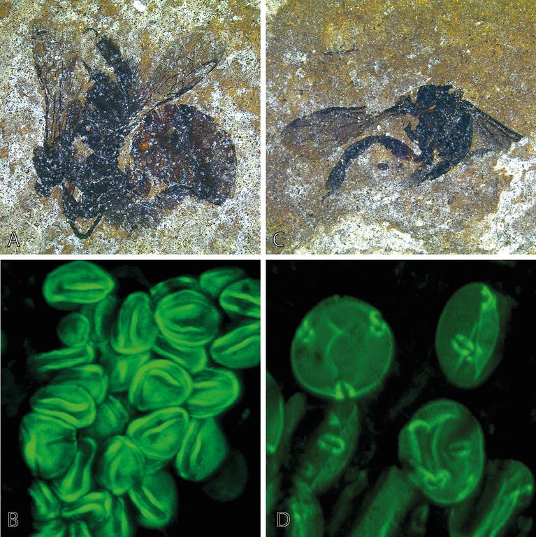 fossil-bees.jpg